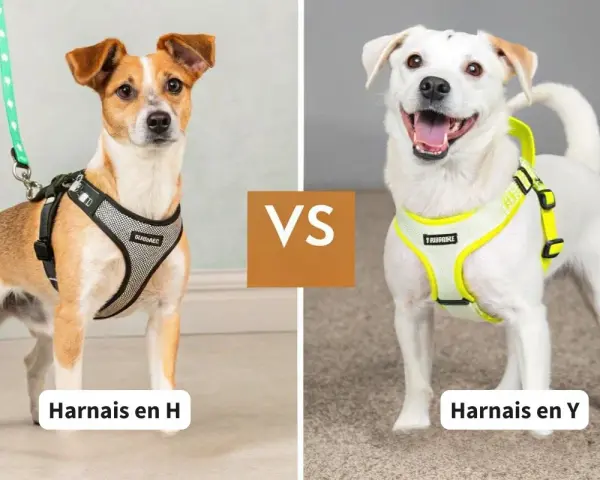 Chien brun et blanc avec un harnais en H, face à un chien blanc souriant portant un harnais en Y.