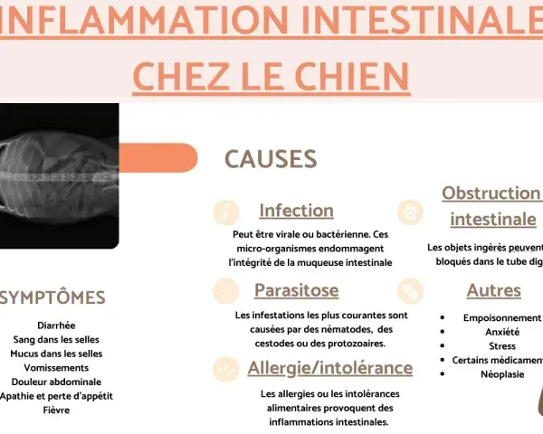 Radiographie d'un chien montrant une inflammation intestinale. Causes : infection, parasitose, allergie/intolérance, obstruction. Symptômes : diarrhée, sang, vomissements, fièvre.