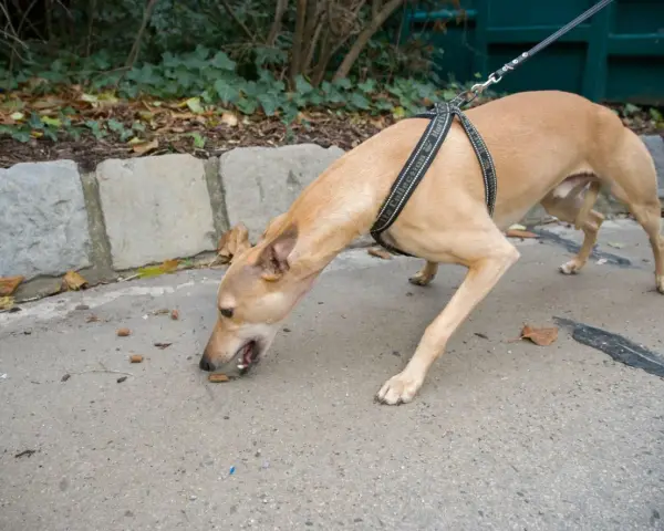 Un chien brun, en laisse, renifle des croquettes sur le trottoir. Il semble chercher un trésor, peut-être une moutarde chien cachée.