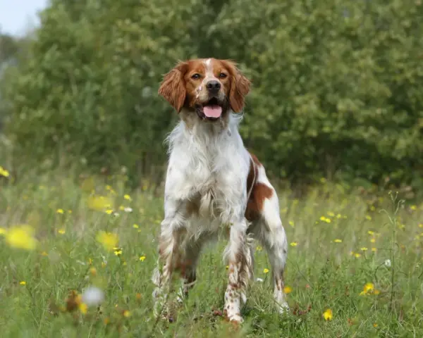 Un magnifique épagneul breton tricolore, le poil long et soyeux, se tient fièrement dans un champ fleuri, la langue pendante, heureux sous le soleil.