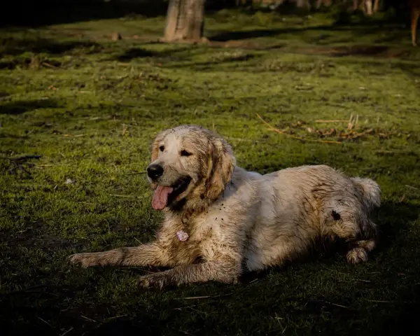 Un golden retriever boueux se repose sur l'herbe. Il a l'air heureux, comme si mon chien sent le fromage après une bonne journée de jeu.