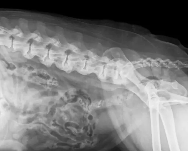 Radiographie latérale d'un chien montrant des anomalies vertébrales et pelviennes, potentiellement liées au syndrome de la queue de cheval.