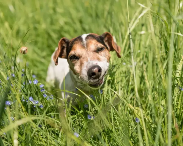 Un chien Jack Russell curieux, au milieu de l'herbe haute et des petites fleurs bleues, se demande pourquoi mon chien mange de l'herbe.