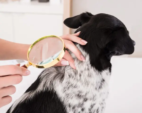 Une main examine le pelage d'un chien avec une loupe, cherchant des poux.