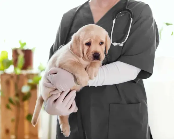 Un vétérinaire tient un chiot labrador. L'âge du chien est idéal pour la castration.
