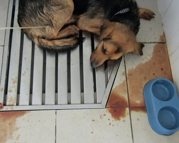 Chien malade, couché sur une grille, avec des taches de sang au sol. Triste illustration de comment un chien attrape la parvovirose.