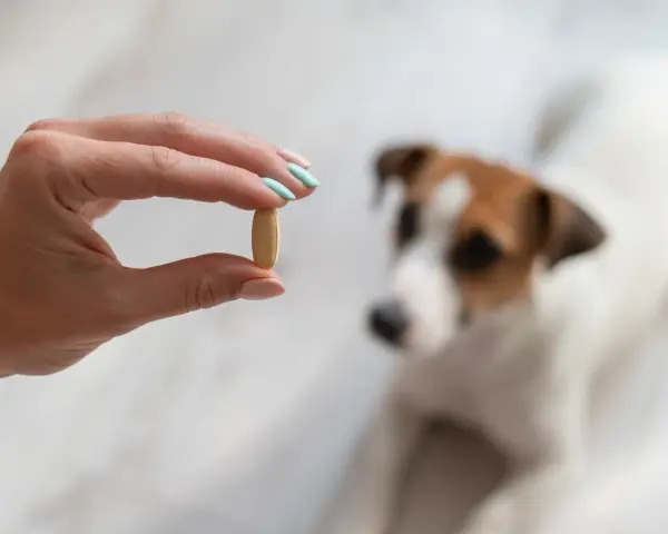 Une main tient une pilule, peut-être du meloxicam pour chien, devant un Jack Russell terrier flou.