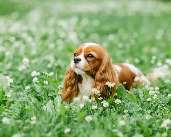 Un adorable cocker king charles, au pelage roux et blanc, se repose paisiblement dans un champ d'herbe verte parsemé de petites fleurs blanches.