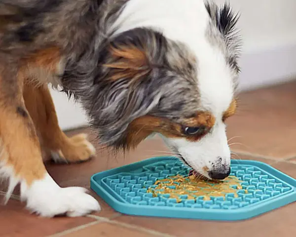 Un chien savoure du beurre de cacahuète sur un tapis de léchage bleu. Un excellent moyen de divertir votre chien, voici mon tapis de léchage chien avis.