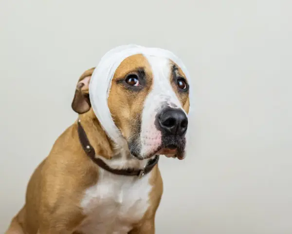 Un chien au pelage brun et blanc porte un bandage blanc autour de la tête, peut-être suite à un hématome. Il regarde tristement sur le côté.