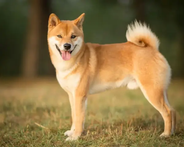 Un adorable shiba inu roux, la langue sortie, se tient fièrement dans un champ d'herbe verte.
