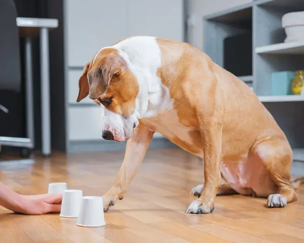 Un chien brun et blanc joue à un jeu de gobelets avec un humain. Il essaie de deviner où se trouve le jeu snack caché.