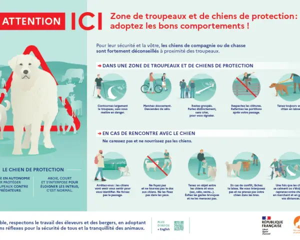 Attention : zone de chiens de protection. Un grand chien blanc veille sur un troupeau. Adoptez les bons comportements pour votre sécurité.