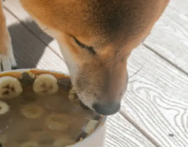 Un chien Shiba Inu savoure un bol rempli de bananes et de ce qui semble être des abats pour chien.