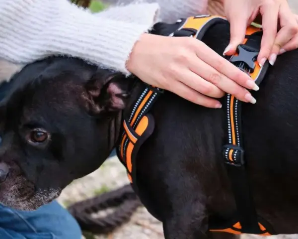 Mains ajustant un harnais chien déconseillé sur un chien noir. Le harnais est orange et noir, avec des bandes réfléchissantes.