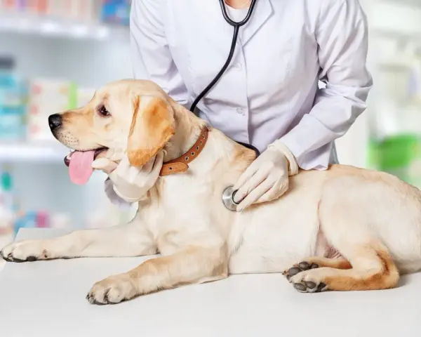 Un vétérinaire examine un chien pour un éventuel blocage urinaire. Le traitement est essentiel pour le bien-être de l'animal.