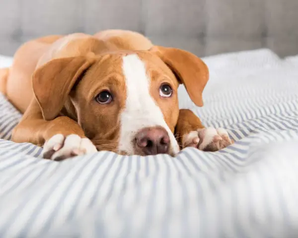 Chien brun et blanc couché sur un lit rayé, l'air fatigué. Il pourrait souffrir d'une gastro-entérite chien durée.