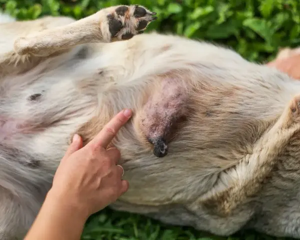 Un doigt pointe une tumeur sur le ventre d'un chien. Le chien est couché sur le dos, sur de l'herbe verte.