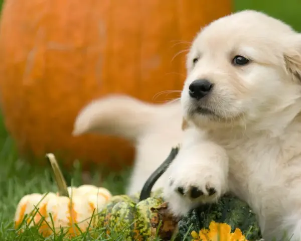 Un adorable chiot golden retriever se repose parmi des citrouilles et des courges sur l'herbe verte.