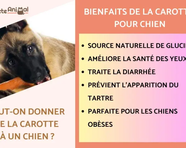 Un chiot mange une carotte, découvrant les bienfaits de ce légume pour un chien.