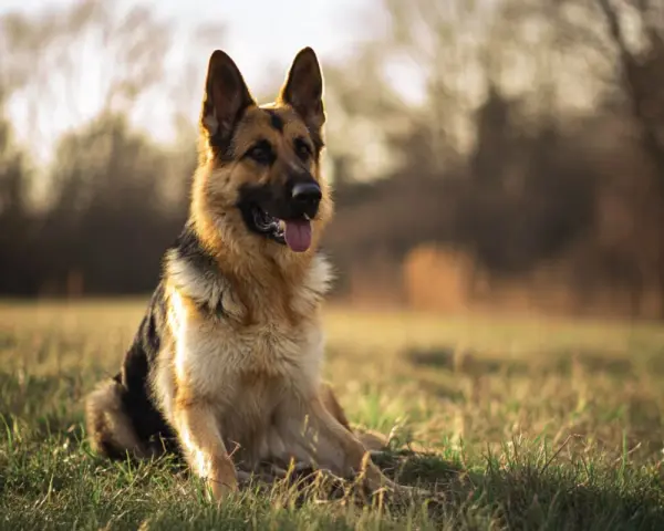 Un magnifique berger allemand, assis dans l'herbe dorée, le soleil couchant illuminant son pelage.