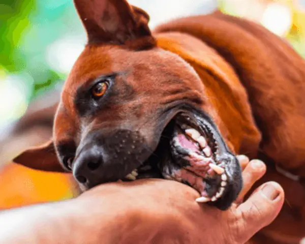 Mon chien mord, ses crocs acérés s'enfoncent dans ma main. Un jeu un peu trop vif, mais l'amour est là.