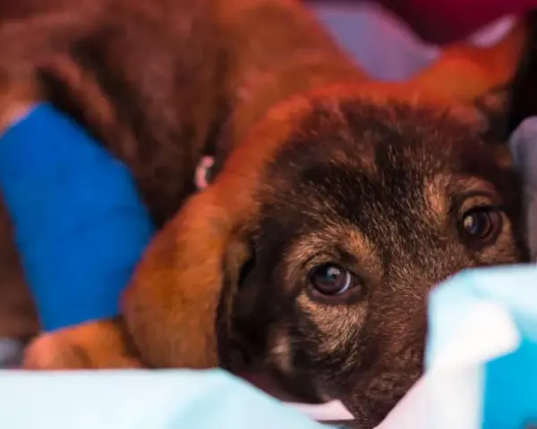 Un chiot malade, la patte bandée de bleu, se repose. La parvovirose peut durer plusieurs semaines.