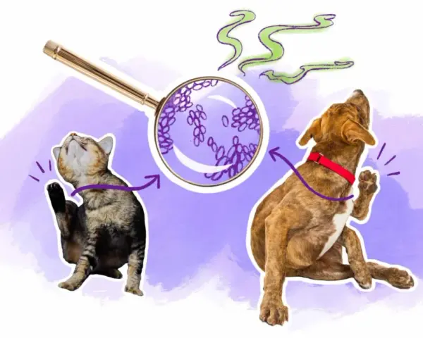 Un chat et un chien se grattent, sous une loupe, des levures de malassezia chien sont visibles, suggérant une cause d'irritation.