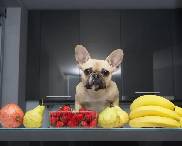 Un bouledogue français regarde des fruits : grenade, poires, fraises et bananes. Un légume riche en fibre pour chien, comme la courgette, serait aussi une bonne option.