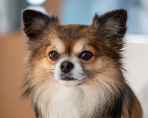 Un adorable chien chihuahua aux grands yeux curieux et aux oreilles dressées, avec un pelage long et soyeux.