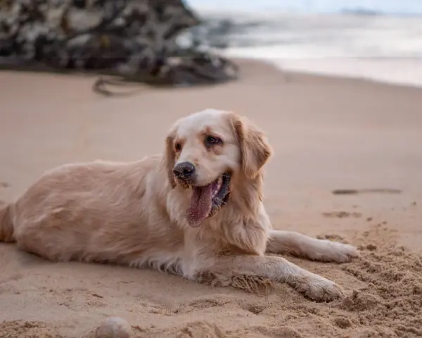 Un chien golden retriever se repose sur le sable chaud de la plage, la langue pendante et les pattes couvertes de sable.