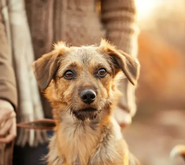 Un chien au regard triste, tenant une laisse, semble partager un moment de deuil avec son maître.