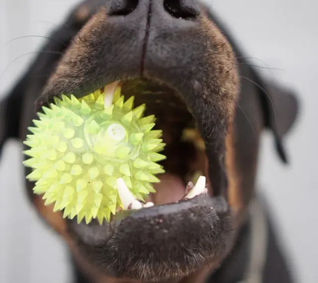 Un chiot de 3 mois s'amuse avec son jouet hérissé, un ballon vert vif qu'il tient fermement dans sa gueule.