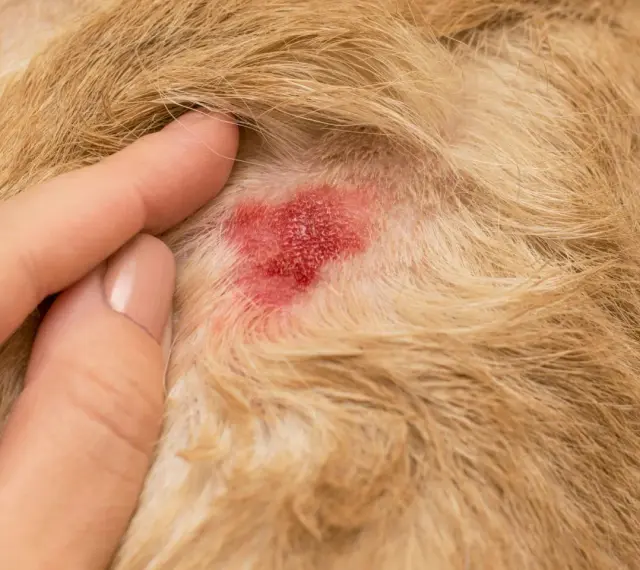 Un doigt humain touche une zone rouge et irritée sur la peau d'un chien, un **hot spot chien** typique.