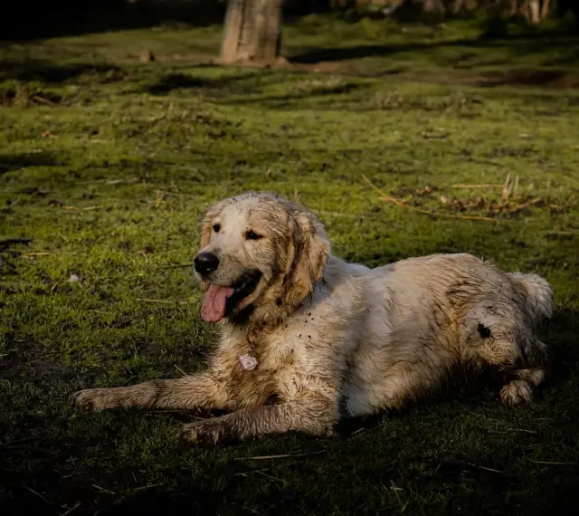 Un golden retriever boueux se repose sur l'herbe. Il a l'air heureux, comme si mon chien sent le fromage après une bonne journée de jeu.