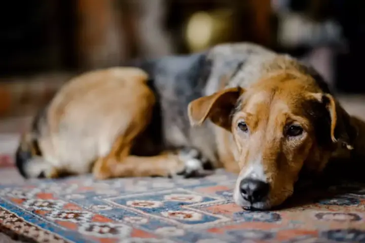 Un chien au pelage brun et gris repose sur un tapis, l'air abattu. Son regard triste exprime un profond deuil.