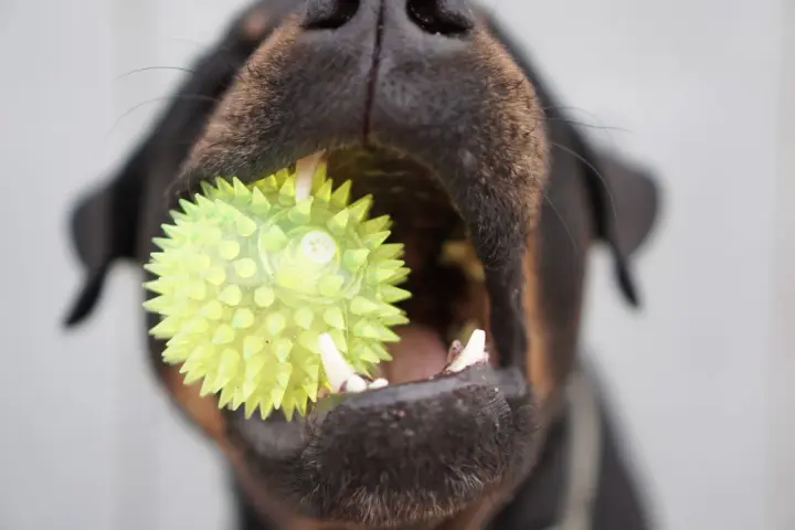 Un chiot de 3 mois s'amuse avec son jouet hérissé, un ballon vert vif qu'il tient fermement dans sa gueule.