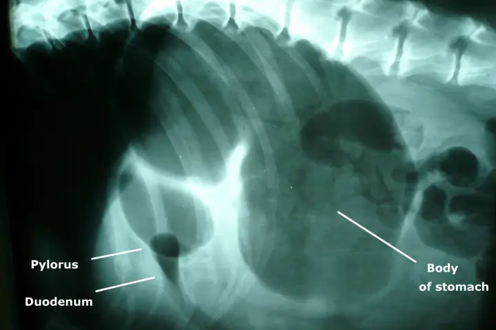 Radiographie montrant une dilatation de l'estomac d'un chien, avec le pylorus et le duodénum visibles.