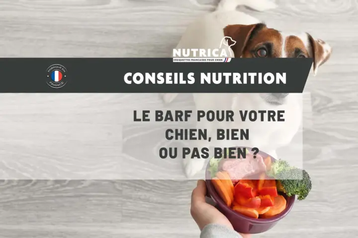 Un chien regarde un bol de légumes et de viande, posé sur un fond en bois. Le texte "Conseils Nutrition" et "Le BARF pour votre chien, bien ou pas bien ?" est affiché.