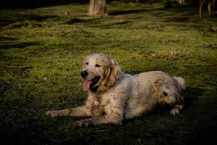 Un golden retriever boueux se repose sur l'herbe. Il a l'air heureux, comme si mon chien sent le fromage après une bonne journée de jeu.
