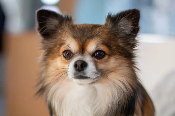 Un adorable chien chihuahua aux grands yeux curieux et aux oreilles dressées, avec un pelage long et soyeux.