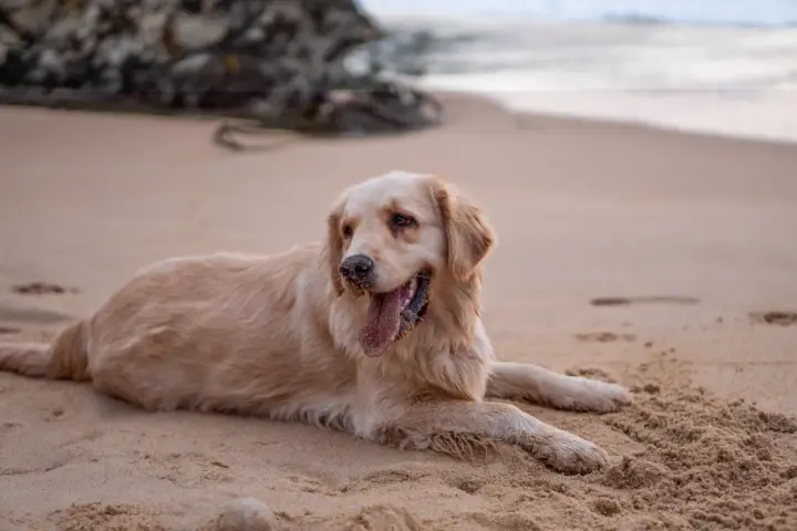 Un chien golden retriever se repose sur le sable chaud de la plage, la langue pendante et les pattes couvertes de sable.