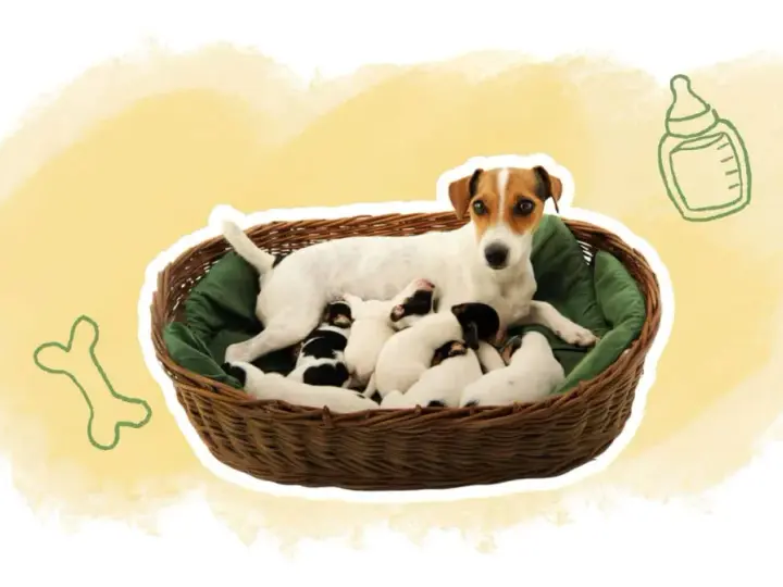 Une maman chien veille sur sa portée de chiots de 2 semaines, blottis dans un panier douillet.