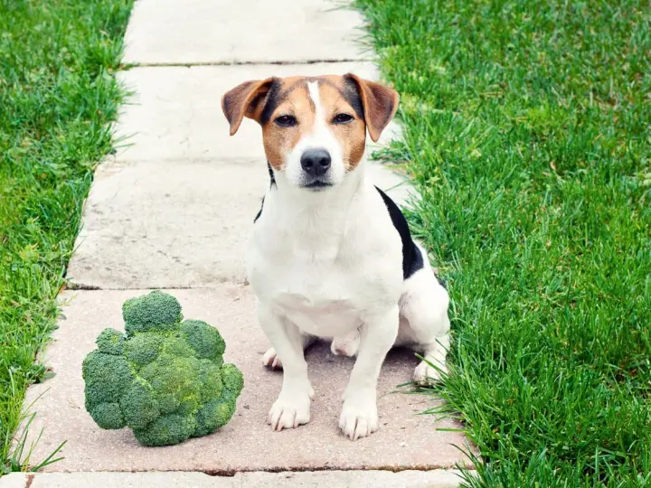 Un chien Jack Russell est assis à côté d'un gros brocoli sur un chemin en dalles.