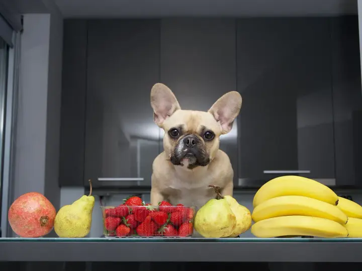 Un bouledogue français regarde des fruits : grenade, poires, fraises et bananes. Un légume riche en fibre pour chien, comme la courgette, serait aussi une bonne option.