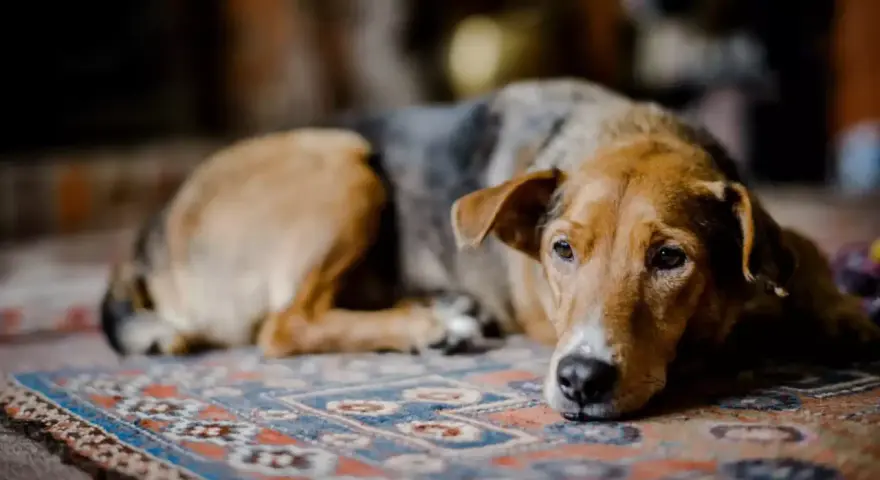 Un chien au pelage brun et gris repose sur un tapis, l'air abattu. Son regard triste exprime un profond deuil.