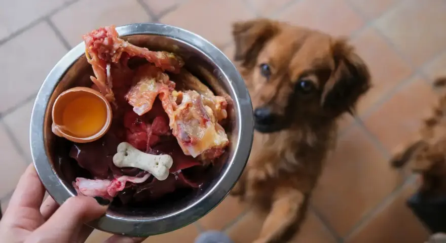 Un chien attend avec impatience sa gamelle de BARF : os, foie, œuf cru. Un repas naturel pour un toutou heureux.