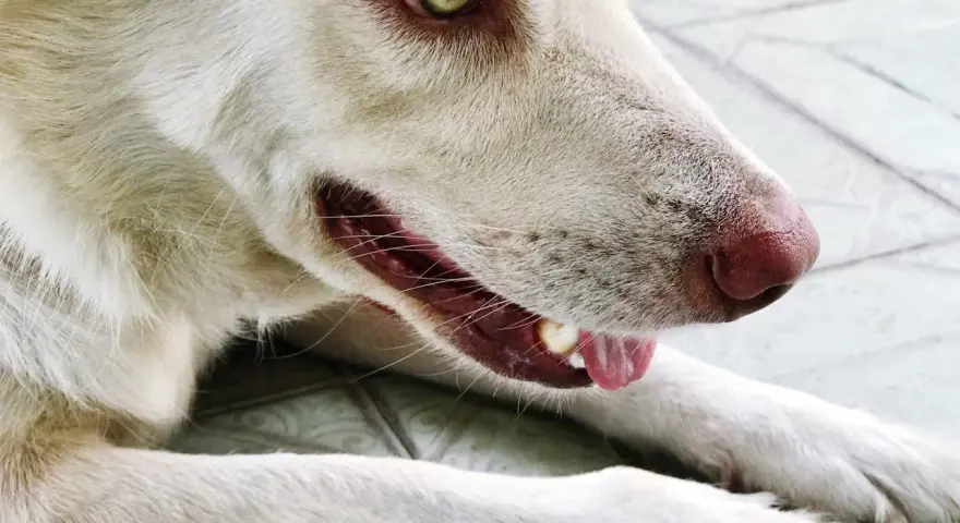 Gros plan sur mon chien qui tousse, le museau rose et l'œil vif. Il semble un peu fatigué.