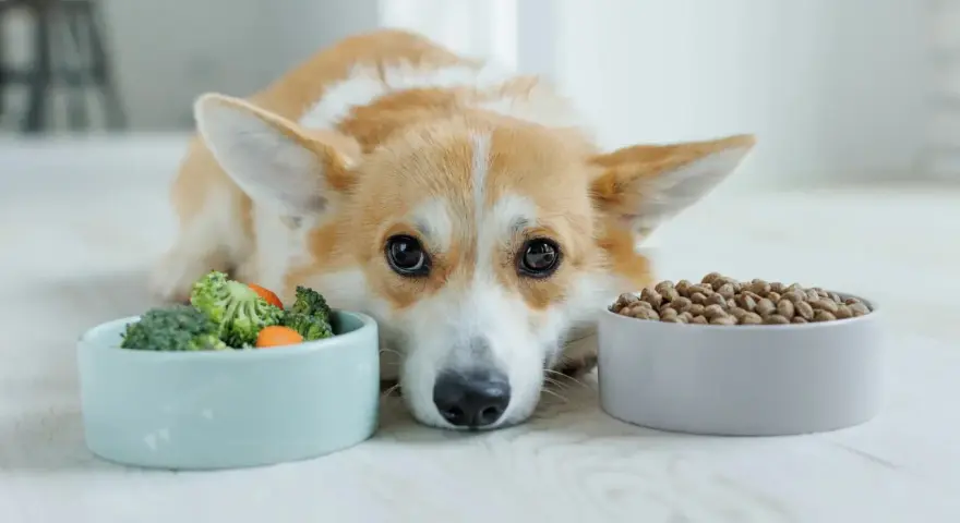 Un chien corgi regarde deux gamelles : une de légumes et une de croquettes. Il semble hésiter, peut-être préfère-t-il le barf chien ?
