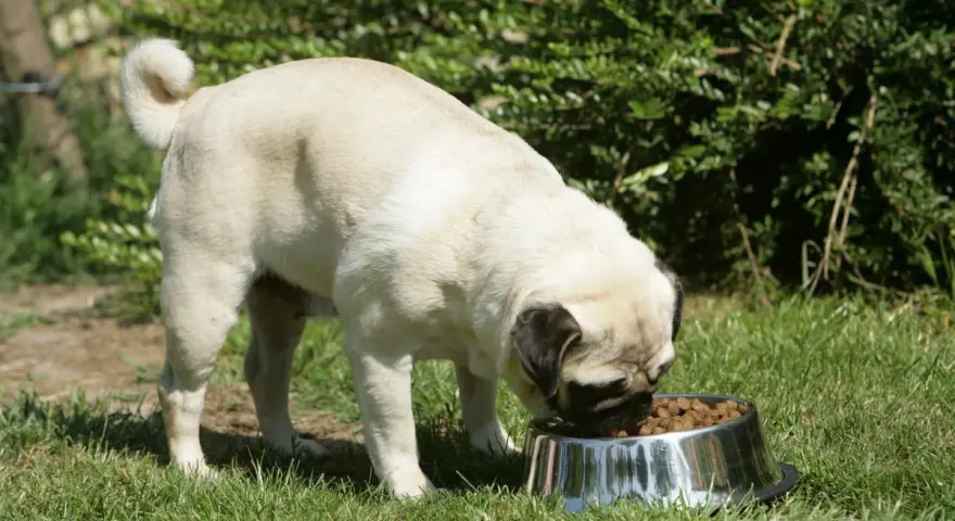 Un carlin mange dans sa gamelle. Attention à la moule verte, contre-indication pour le chien.